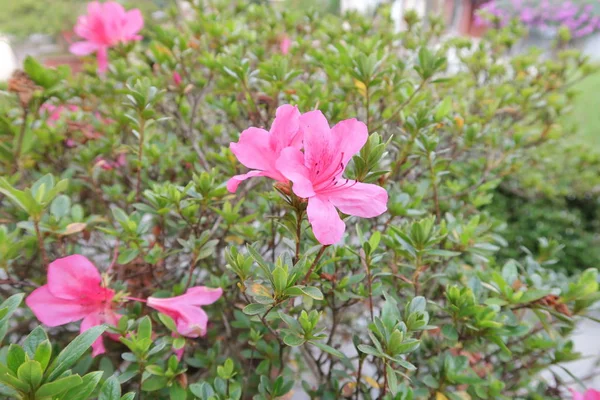 Piccoli Vasi Fiori Accanto Balconi Recinti Utilizzati Decorare Vostra Casa — Foto Stock