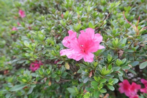 Piccoli Vasi Fiori Accanto Balconi Recinti Utilizzati Decorare Vostra Casa — Foto Stock