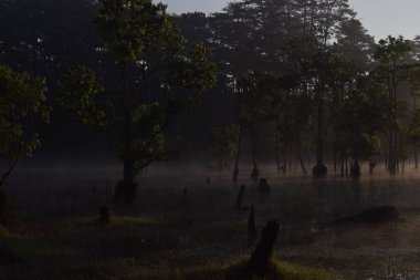 batık ağaçlar ve yoğun sis ve büyü güneş doğarken ışık ile gölde balık adam