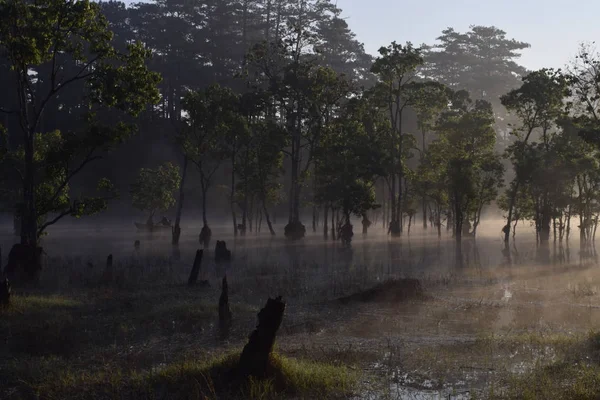 Árvores Submersas Homem Pesca Lago Com Densa Neblina Luz Mágica — Fotografia de Stock