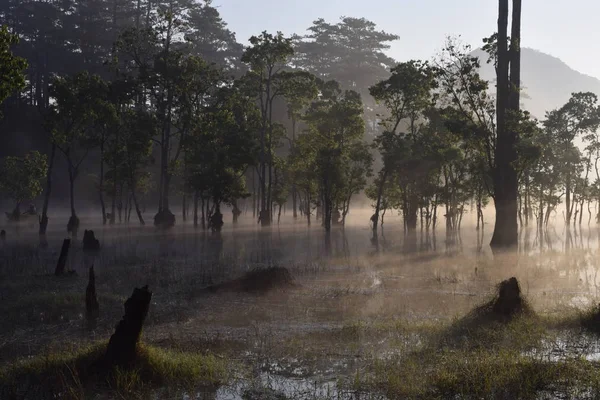 submerged trees and fishing man on the lake with dense fog and magic light at sunrise