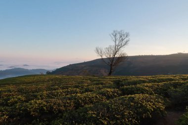 Taze yeşil çay yaprakları, çay hill, yalnız ağaç ve mavi gökyüzü ile benzersiz arka plan. Resmi kullanım çay üretimi, reklam, tasarım, pazarlama, paketleme ve daha fazlası için
