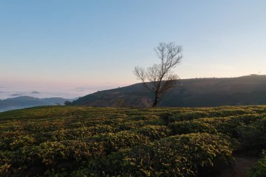 Taze yeşil çay yaprakları, çay hill, yalnız ağaç ve mavi gökyüzü ile benzersiz arka plan. Resmi kullanım çay üretimi, reklam, tasarım, pazarlama, paketleme ve daha fazlası için