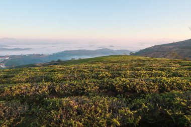 Taze yeşil çay yaprakları, çay hill, yalnız ağaç ve mavi gökyüzü ile benzersiz arka plan. Resmi kullanım çay üretimi, reklam, tasarım, pazarlama, paketleme ve daha fazlası için
