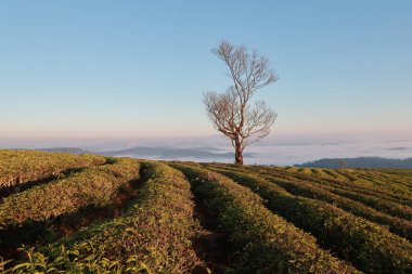 Taze yeşil çay yaprakları, çay hill, yalnız ağaç ve mavi gökyüzü ile benzersiz arka plan. Resmi kullanım çay üretimi, reklam, tasarım, pazarlama, paketleme ve daha fazlası için