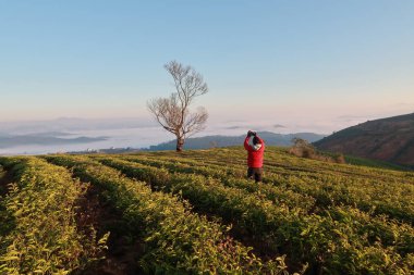 Taze yeşil çay yaprakları, çay hill, yalnız ağaç ve mavi gökyüzü ile benzersiz arka plan. Resmi kullanım çay üretimi, reklam, tasarım, pazarlama, paketleme ve daha fazlası için