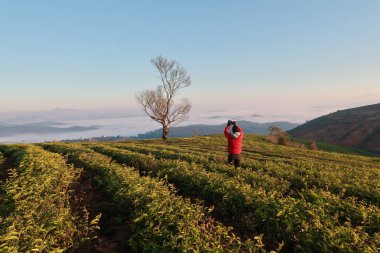 Taze yeşil çay yaprakları, çay hill, yalnız ağaç ve mavi gökyüzü ile benzersiz arka plan. Resmi kullanım çay üretimi, reklam, tasarım, pazarlama, paketleme ve daha fazlası için