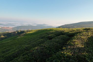 Taze yeşil çay yaprakları, çay hill, yalnız ağaç ve mavi gökyüzü ile benzersiz arka plan. Resmi kullanım çay üretimi, reklam, tasarım, pazarlama, paketleme ve daha fazlası için
