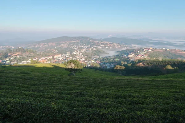 独特的背景与新鲜的绿茶叶子 孤独的树和蓝天 图片用途为茶叶生产 包装和更多 — 图库照片