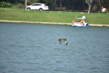 dağ Kartalları gölde balık avlayan ve mavi gökyüzünde sinek