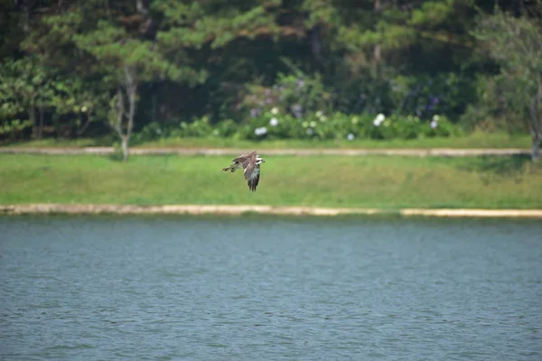 Mountain Eagles Prey Fish Lake Fly Blue Sky — Stock Photo, Image