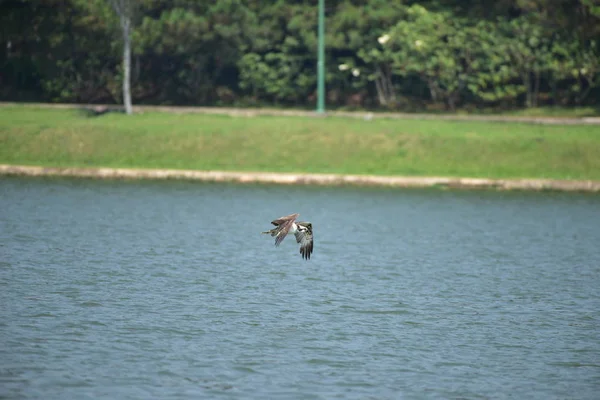 독수리는 호수에 물고기를 먹이와 하늘에 — 스톡 사진