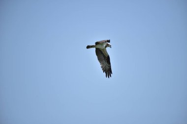 dağ Kartalları gölde balık avlayan ve mavi gökyüzünde sinek