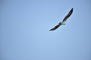 dağ Kartalları gölde balık avlayan ve mavi gökyüzünde sinek