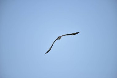 dağ Kartalları gölde balık avlayan ve mavi gökyüzünde sinek