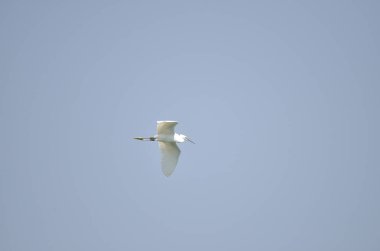 Mavi arka planda göl üzerinde uçan beyaz leylek