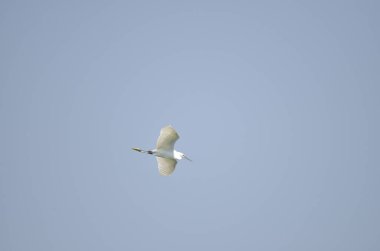 Mavi arka planda göl üzerinde uçan beyaz leylek
