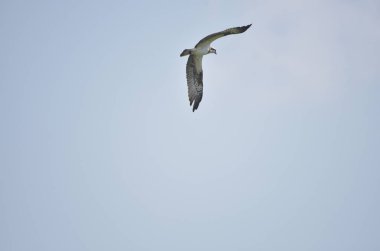 dağ Kartalları gölde balık avlayan ve mavi gökyüzünde sinek