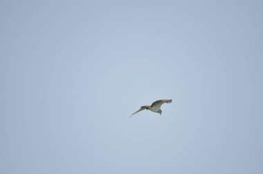 dağ Kartalları gölde balık avlayan ve mavi gökyüzünde sinek