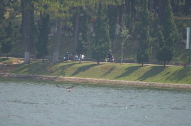 dağ Kartalları gölde balık avlayan ve mavi gökyüzünde sinek