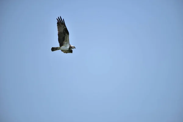 Águilas Montaña Presas Peces Lago Volar Cielo Azul —  Fotos de Stock