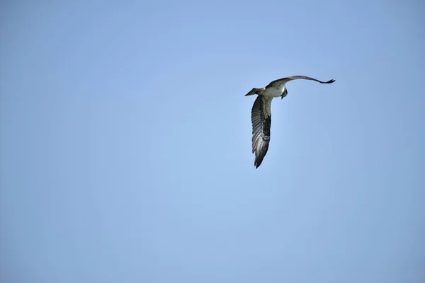 Águilas Montaña Presas Peces Lago Volar Cielo Azul —  Fotos de Stock