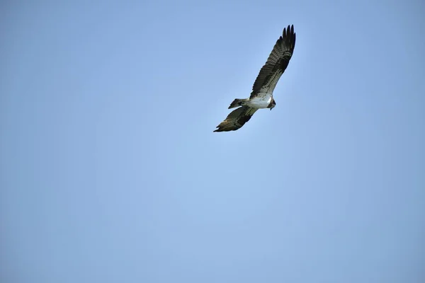 Fjäll Örnar Byte Fisk Sjön Och Flyga Blå Himmel — Stockfoto