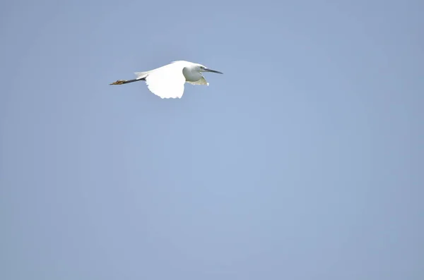 Biały Bocian Latający Nad Jeziorem Niebieskim Tłem — Zdjęcie stockowe