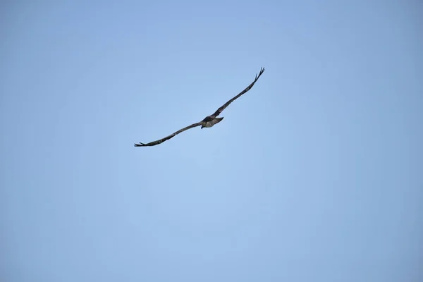 Águilas Montaña Presas Peces Lago Volar Cielo Azul —  Fotos de Stock