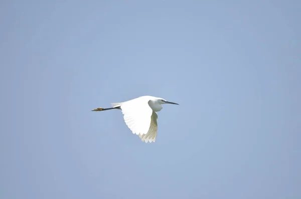 青い背景を持つ湖に飛んでいる白いコウノトリ — ストック写真