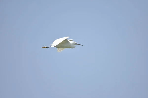 青い背景を持つ湖に飛んでいる白いコウノトリ — ストック写真