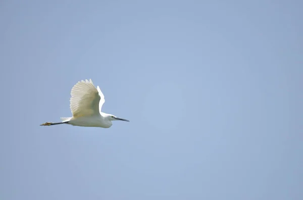 青い背景を持つ湖に飛んでいる白いコウノトリ — ストック写真