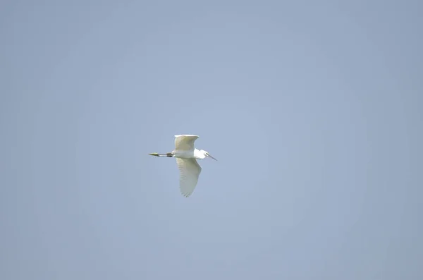 Cigüeña Blanca Volando Sobre Lago Con Fondo Azul —  Fotos de Stock