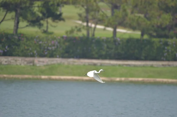 Cigüeña Blanca Volando Sobre Lago Con Fondo Azul —  Fotos de Stock