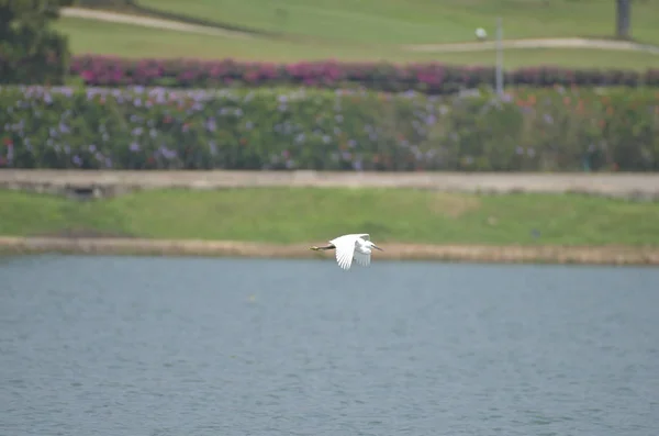 Cigüeña Blanca Volando Sobre Lago Con Fondo Azul —  Fotos de Stock