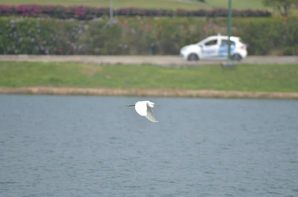 Λευκός Πελαργός Που Πετάει Στη Λίμνη Μπλε Φόντο — Φωτογραφία Αρχείου