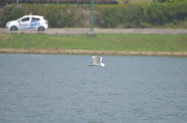 Barza Albă Zburând Lac Fundal Albastru — Fotografie, imagine de stoc