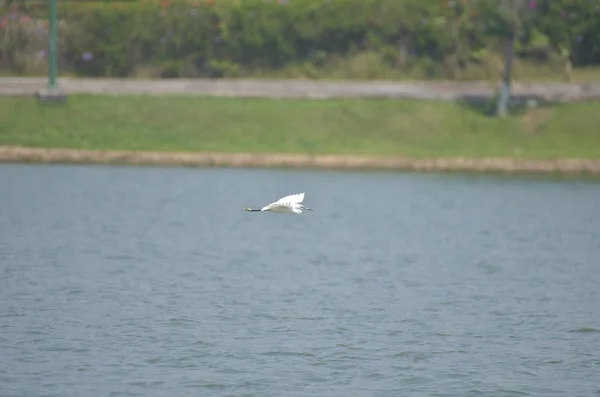 Cicogna Bianca Che Vola Sul Lago Con Sfondo Blu — Foto Stock