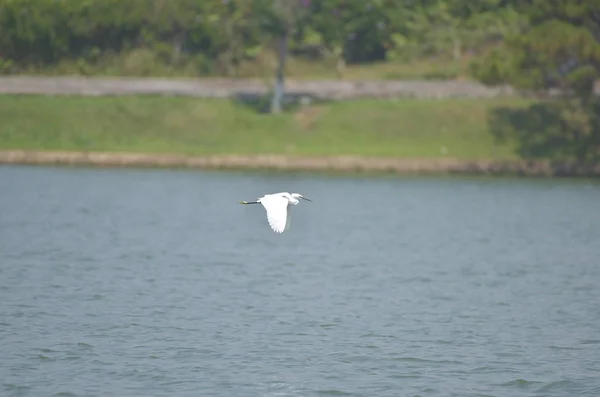Λευκός Πελαργός Που Πετάει Στη Λίμνη Μπλε Φόντο — Φωτογραφία Αρχείου