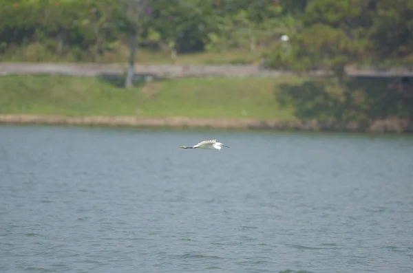 Cegonha Branca Voando Lago Com Fundo Azul — Fotografia de Stock