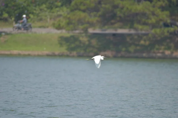 Cigüeña Blanca Volando Sobre Lago Con Fondo Azul — Foto de Stock