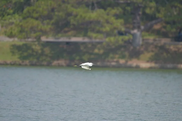 Mavi Arka Planda Göl Üzerinde Uçan Beyaz Leylek — Stok fotoğraf