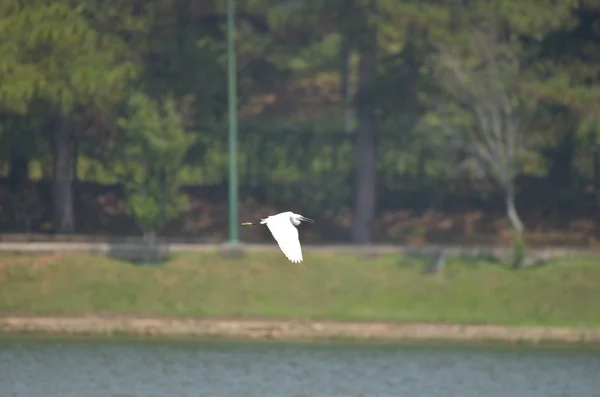 Cigüeña Blanca Volando Sobre Lago Con Fondo Azul — Foto de Stock