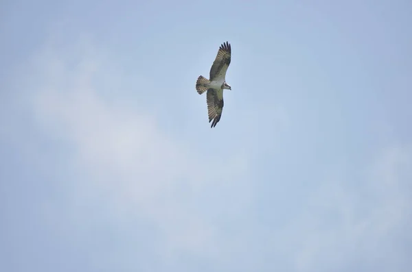 Águilas Montaña Presas Peces Lago Volar Cielo Azul —  Fotos de Stock