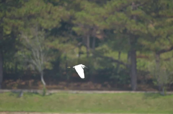 Vit Stork Flyger Sjön Med Blå Bakgrund — Stockfoto