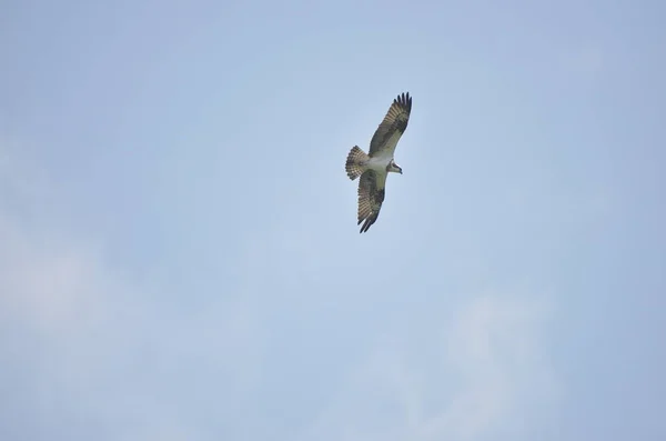 Fjäll Örnar Byte Fisk Sjön Och Flyga Blå Himmel — Stockfoto