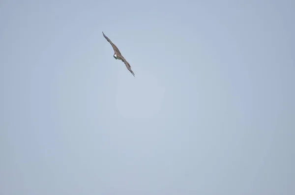 Seeadler Erbeuten Fische Auf Dem See Und Fliegen Den Blauen — Stockfoto