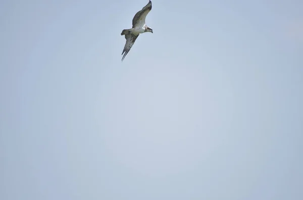 Seeadler Erbeuten Fische Auf Dem See Und Fliegen Den Blauen — Stockfoto