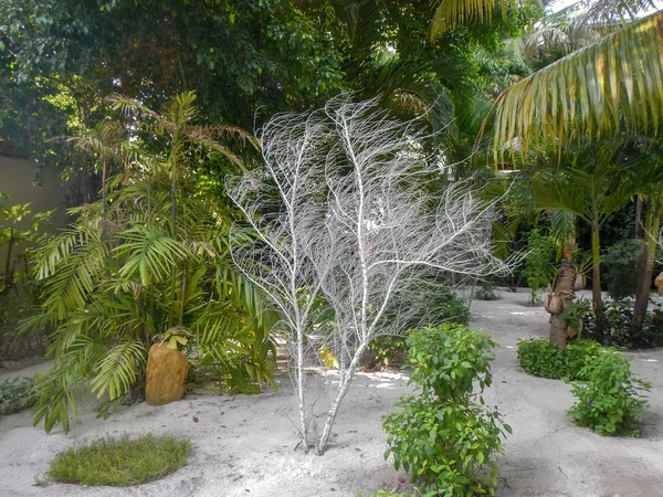 Bir tropik bahçe palmiye ağaçları ve yemyeşil yeşil çalılar ile çıplak yapraksız ağaca