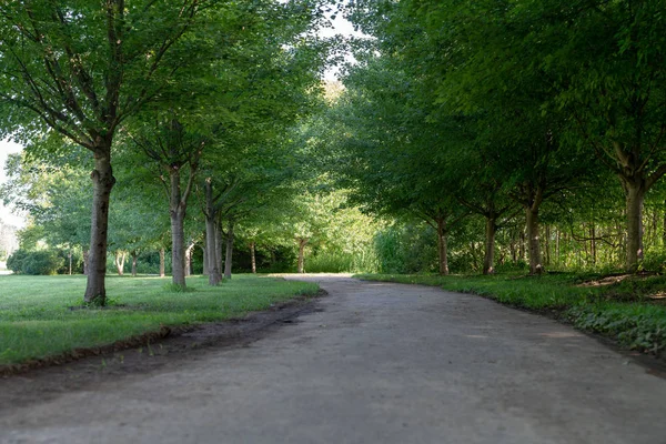 Schattige Von Bäumen Gesäumte Landstraße Durch Einen Grünen Park Oder — Stockfoto